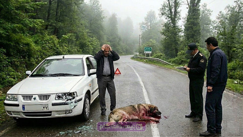 استفاده از بیمه شخص ثالث در صورت برخورد با حیوانات